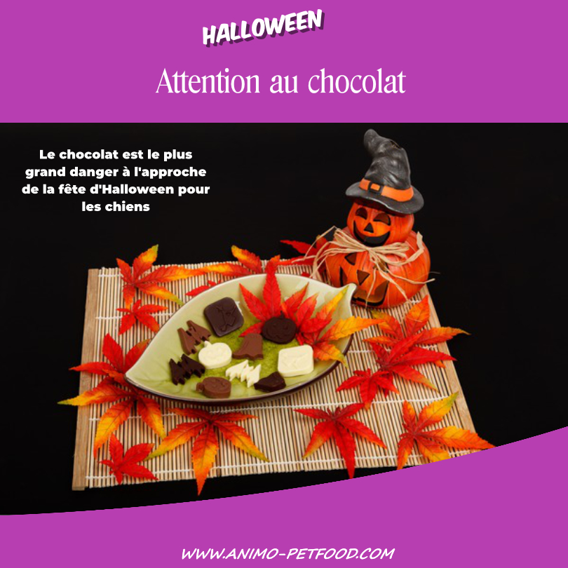 friandises-Halloween-toxiques-chiens-chocolat